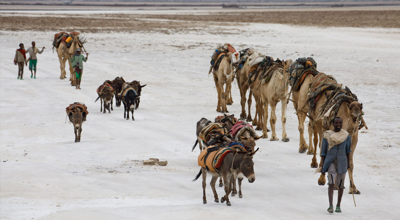 צילום: זיו קורן