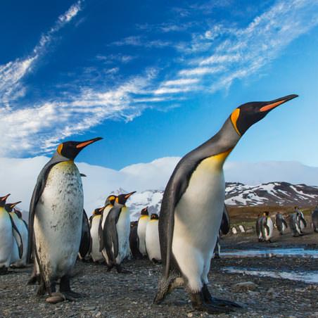 שייט מקיף לאנטארקטיקה, ג'ורג'יה הדרומית ואיי פוקלנד