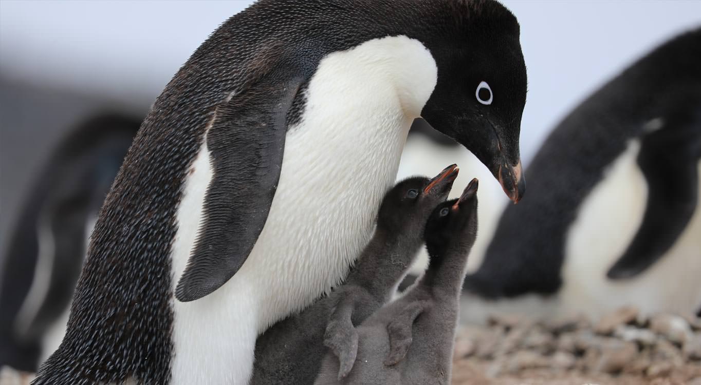 המסע הקלאסי לאנטארקטיקה