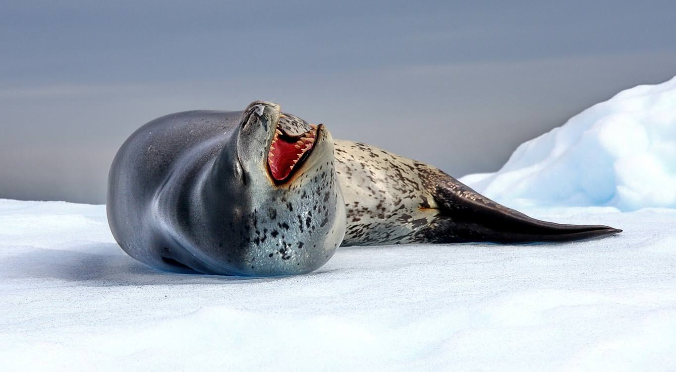כלב ים נמרי באנטארקטיקה