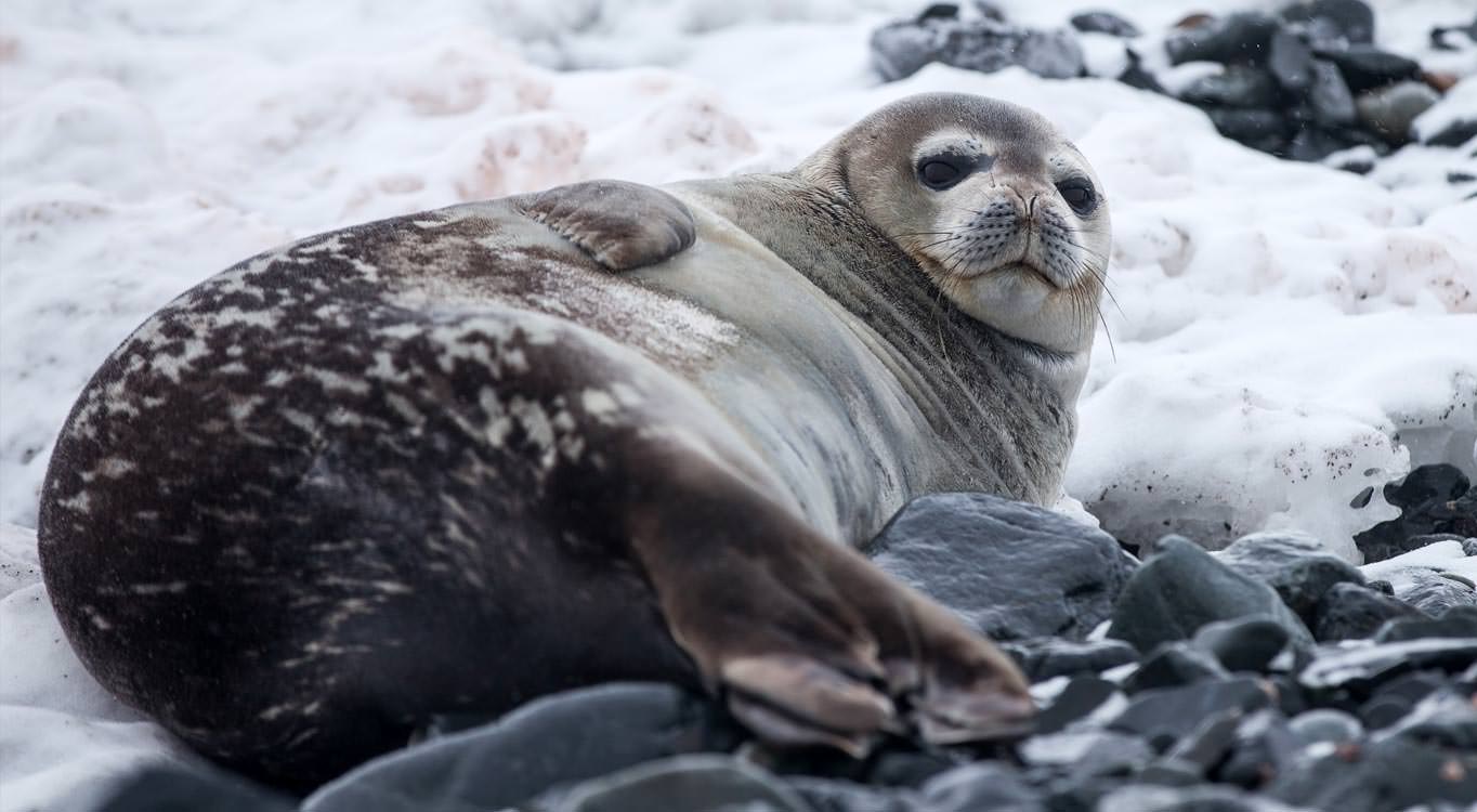 המסע הקלאסי לאנטארקטיקה