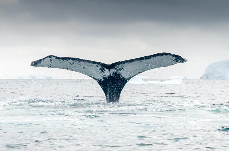 פרק ביומן מתוך מסע לאנטארקטיקה