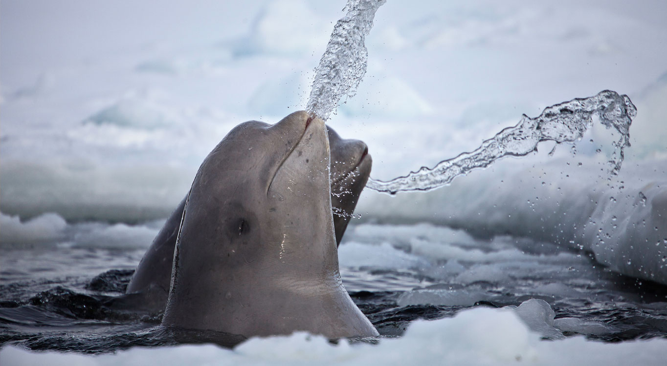מתוך הפורטפוליו של דפנה בן נון