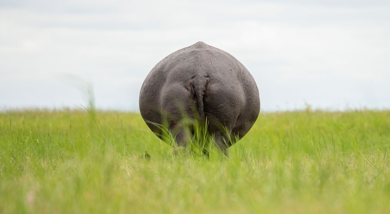 ספארי בטנזניה לצלמים