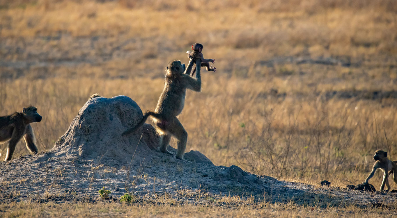 ספארי בטנזניה לצלמים