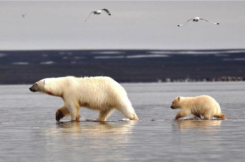 פרק ביומן מתוך מסע צילום לשפיצברגן