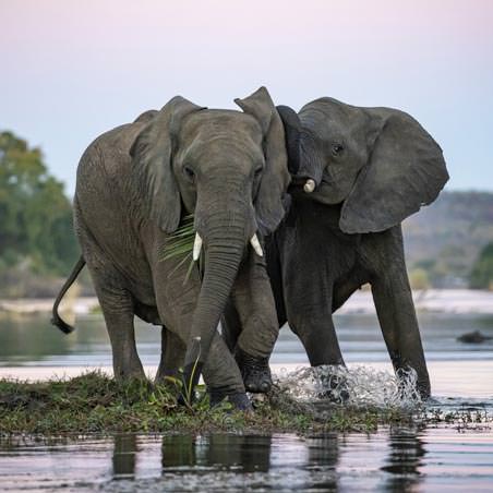 קורס צילום בעלי חיים עם דפנה בן נון