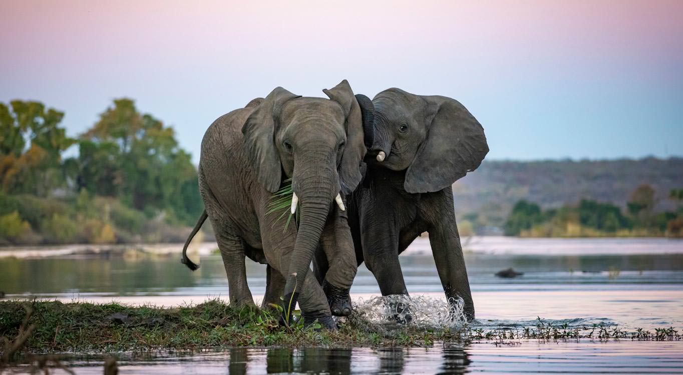 צילום בעלי חיים עם דפנה בן נון