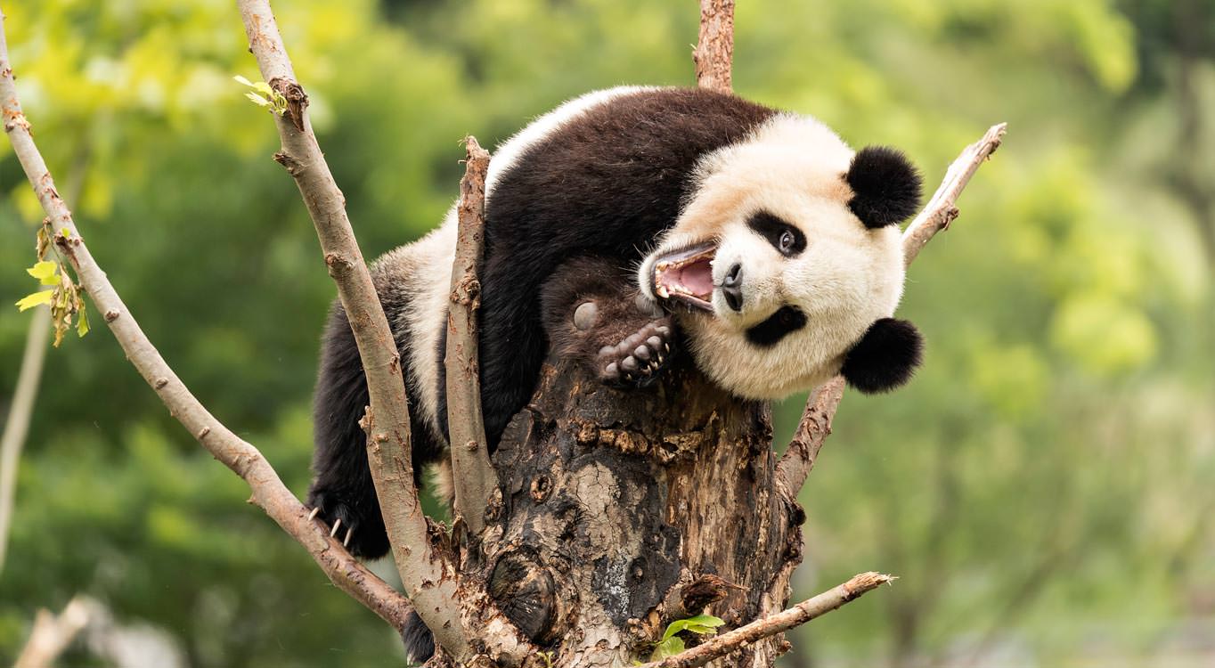 צילום בעלי חיים עם דפנה בן נון