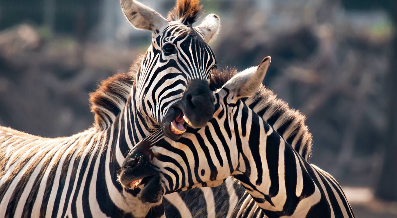 צילום בעלי חיים עם דפנה בן נון