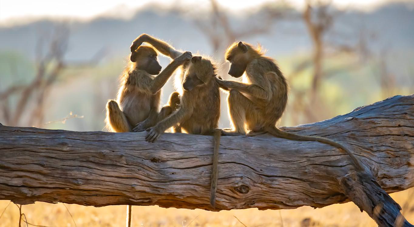 צילום בעלי חיים עם דפנה בן נון