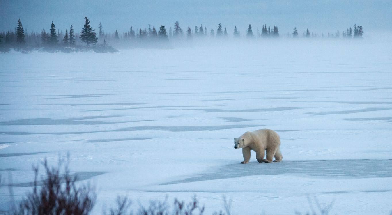 צילום בעלי חיים עם דפנה בן נון
