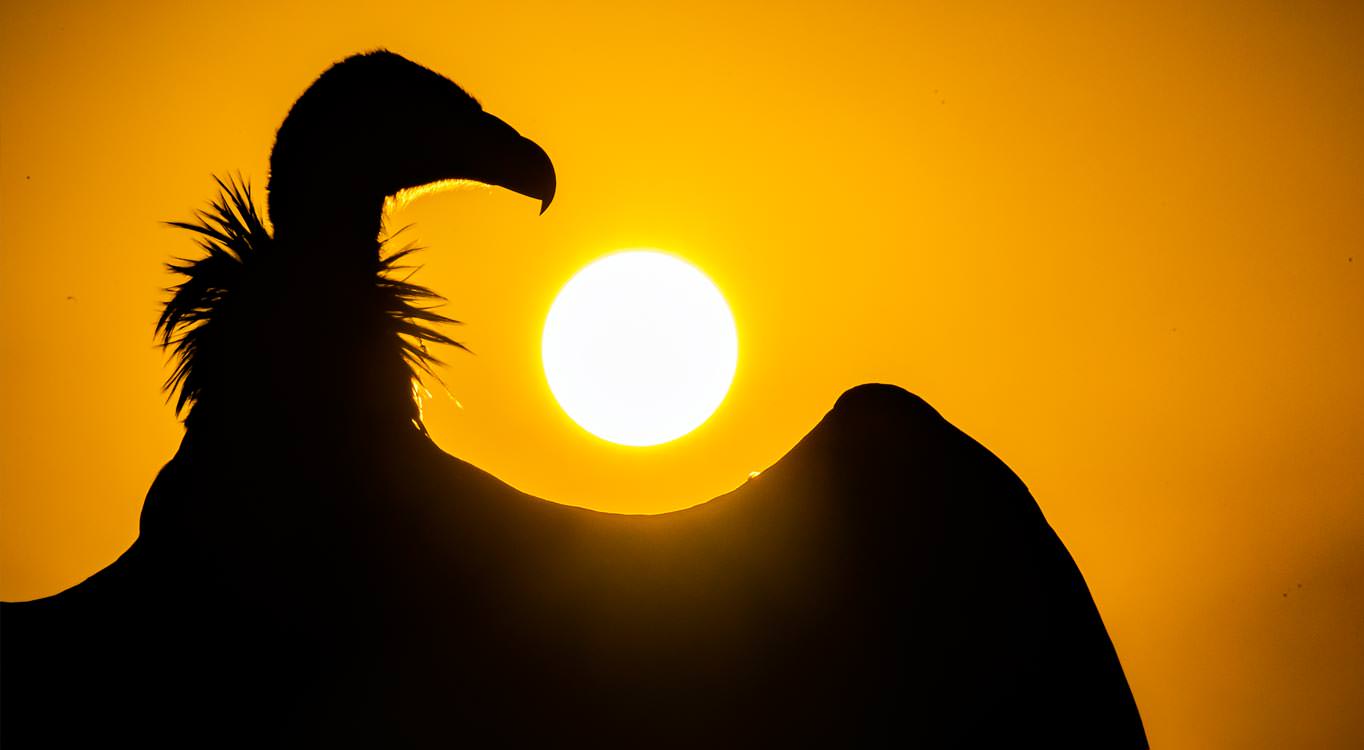צילום בעלי חיים עם דפנה בן נון