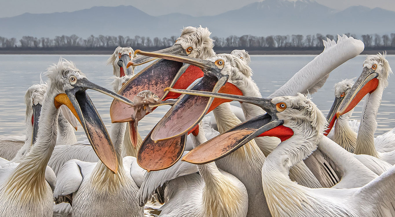 מתוך הפורטפוליו של יוסי אשבול