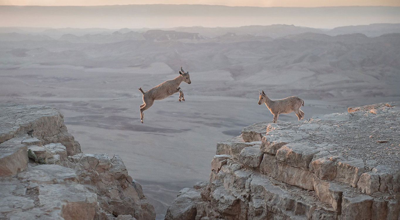 מתוך הפורטפוליו של יוסי אשבול