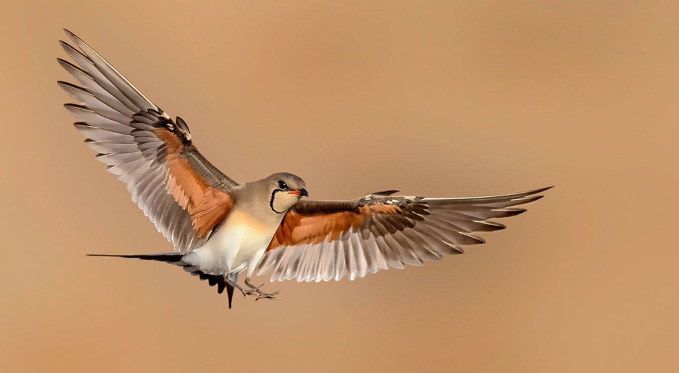 מתוך הפורטפוליו של יוסי אשבול