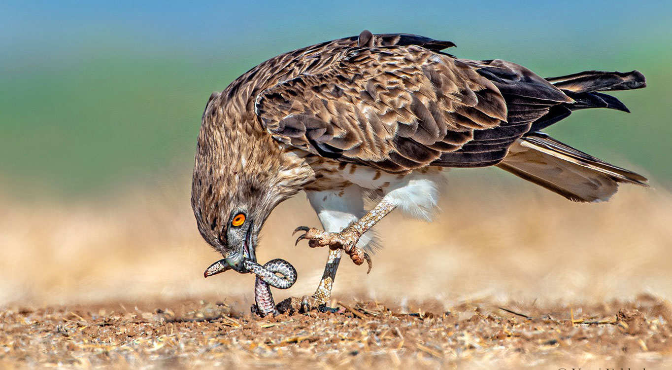 מתוך הפורטפוליו של יוסי אשבול