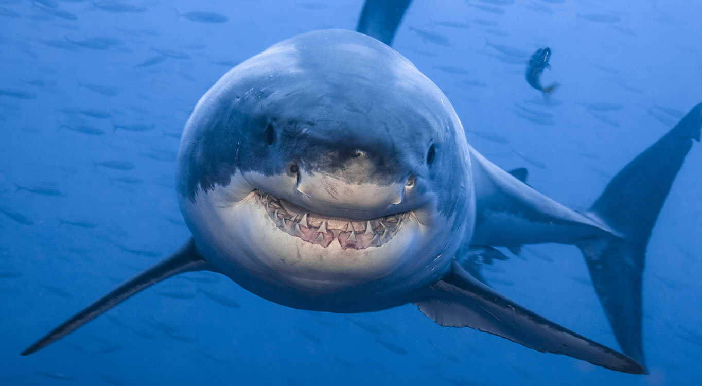 צילומים מתוך הפורטופוליו של עמוס נחום
