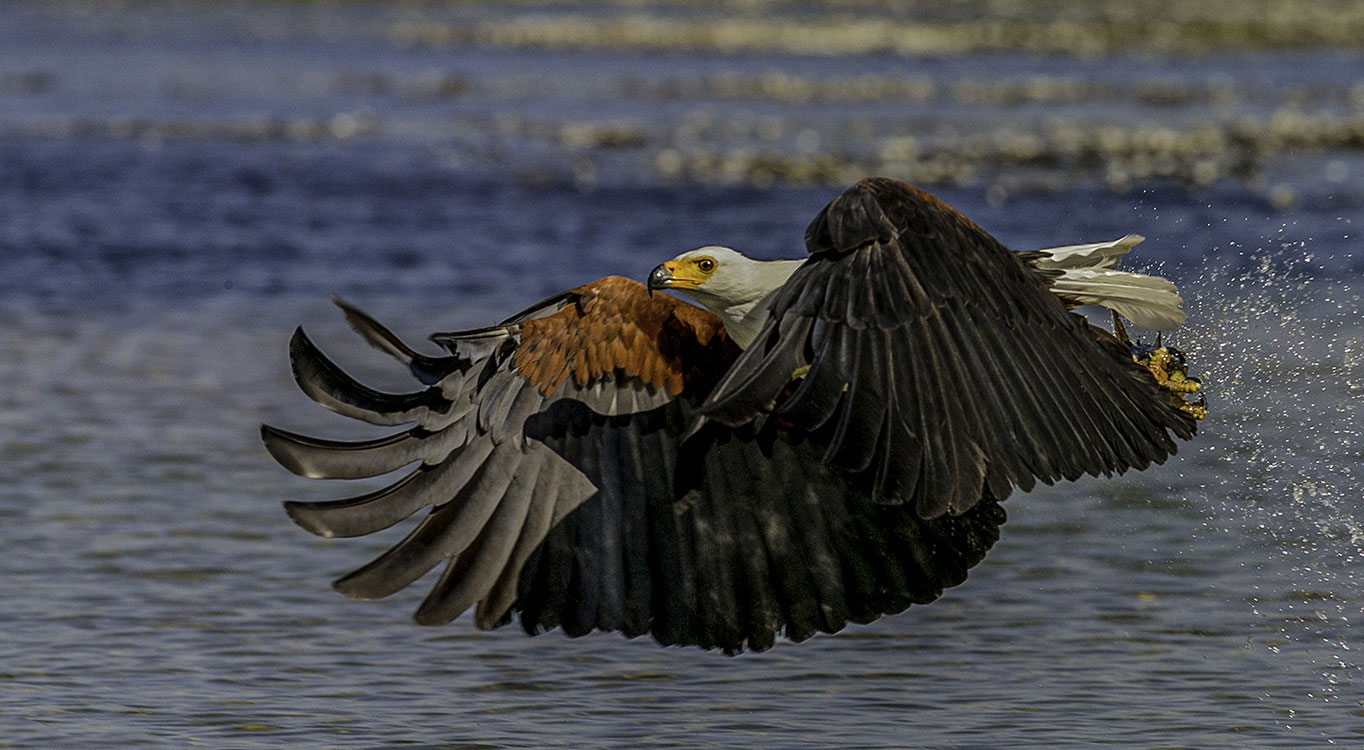 צילומים מתוך הפורטופוליו של עמוס נחום