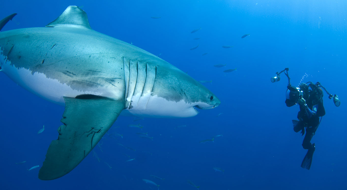 עמוס נחום בפעולה - צילום כרישים מתחת למים