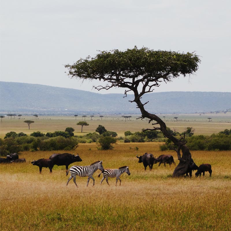 ספארי בטנזניה לצלמים עם יומן מסע