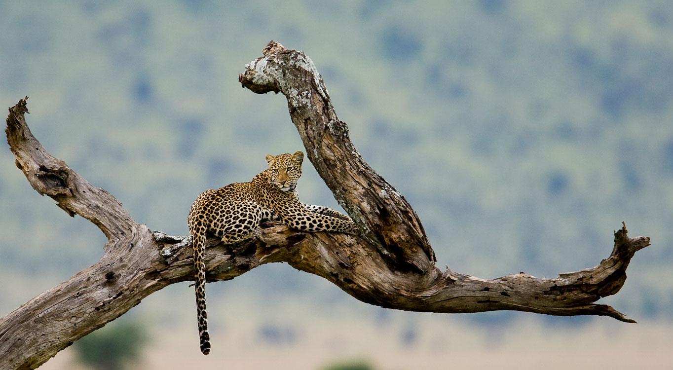 מתוך הפורטפוליו של אייל ברטוב