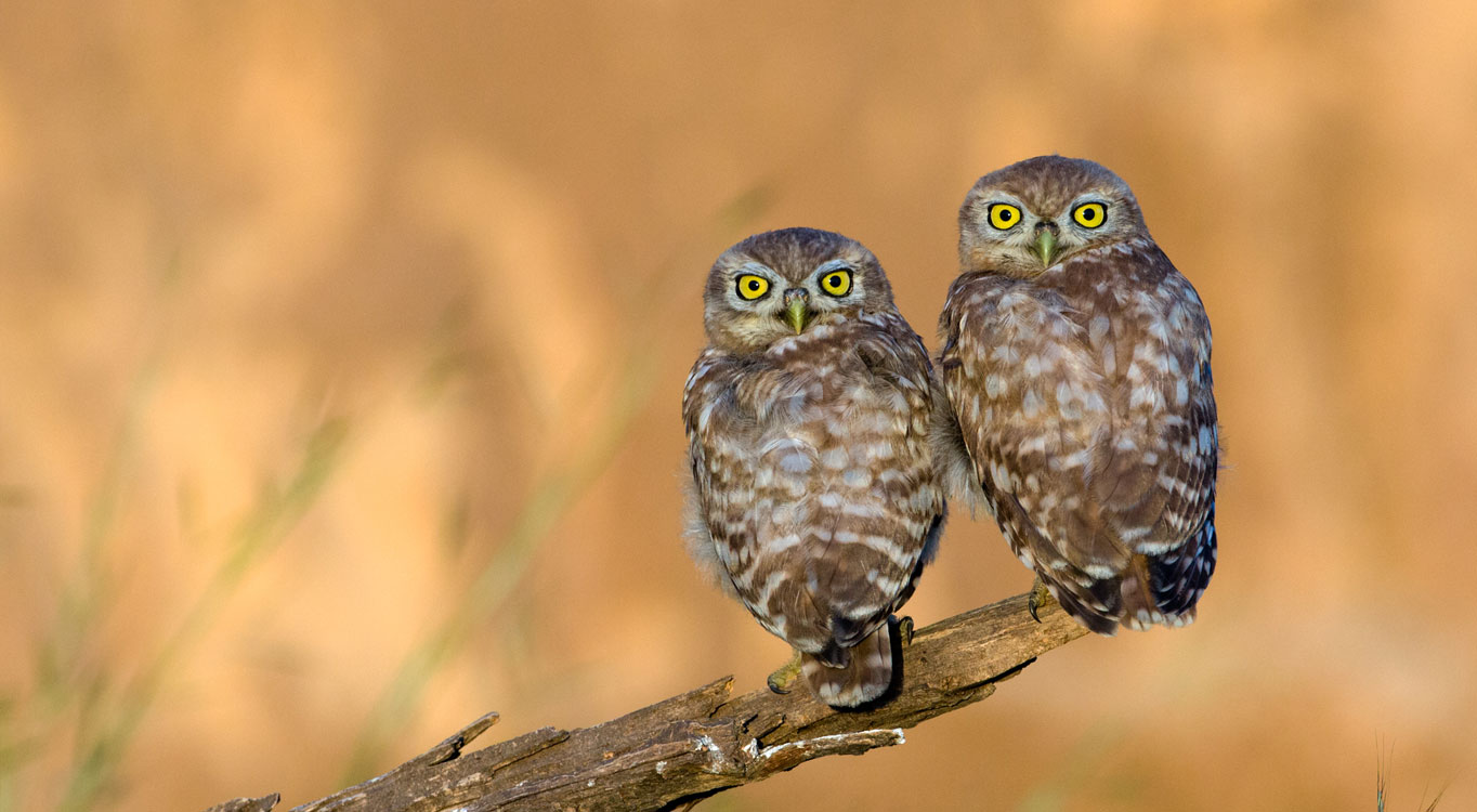 מתוך הפורטפוליו של אייל ברטוב