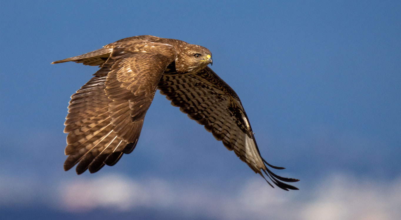 מתוך הפורטפוליו של אייל ברטוב