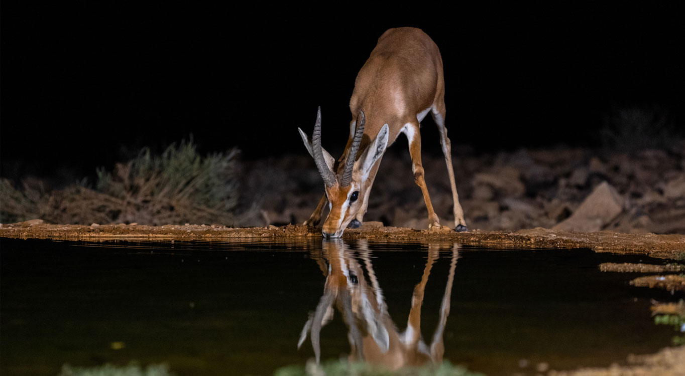 מתוך הפורטפוליו של אייל ברטוב