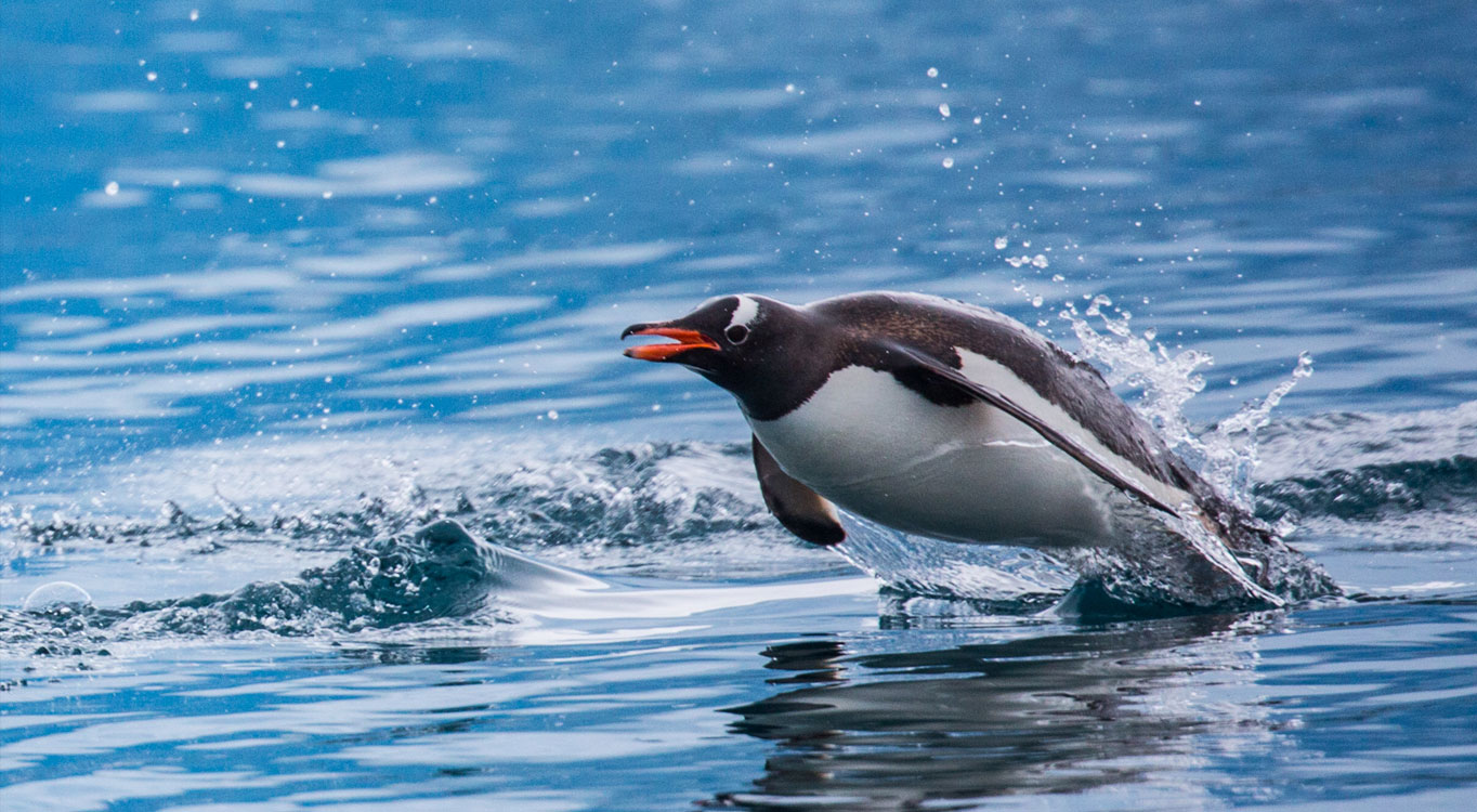 מתוך הפורטפוליו של אייל ברטוב