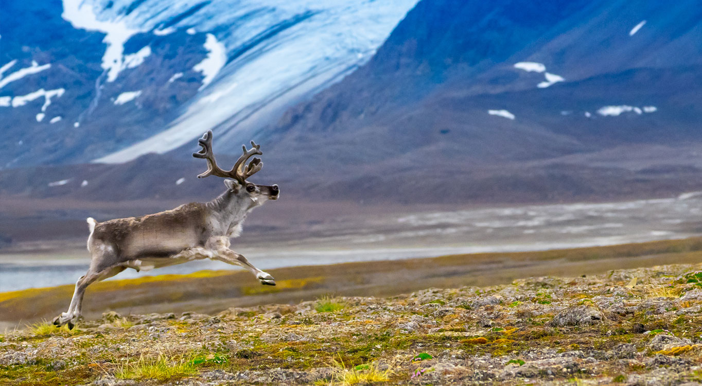 מתוך הפורטפוליו של אייל ברטוב