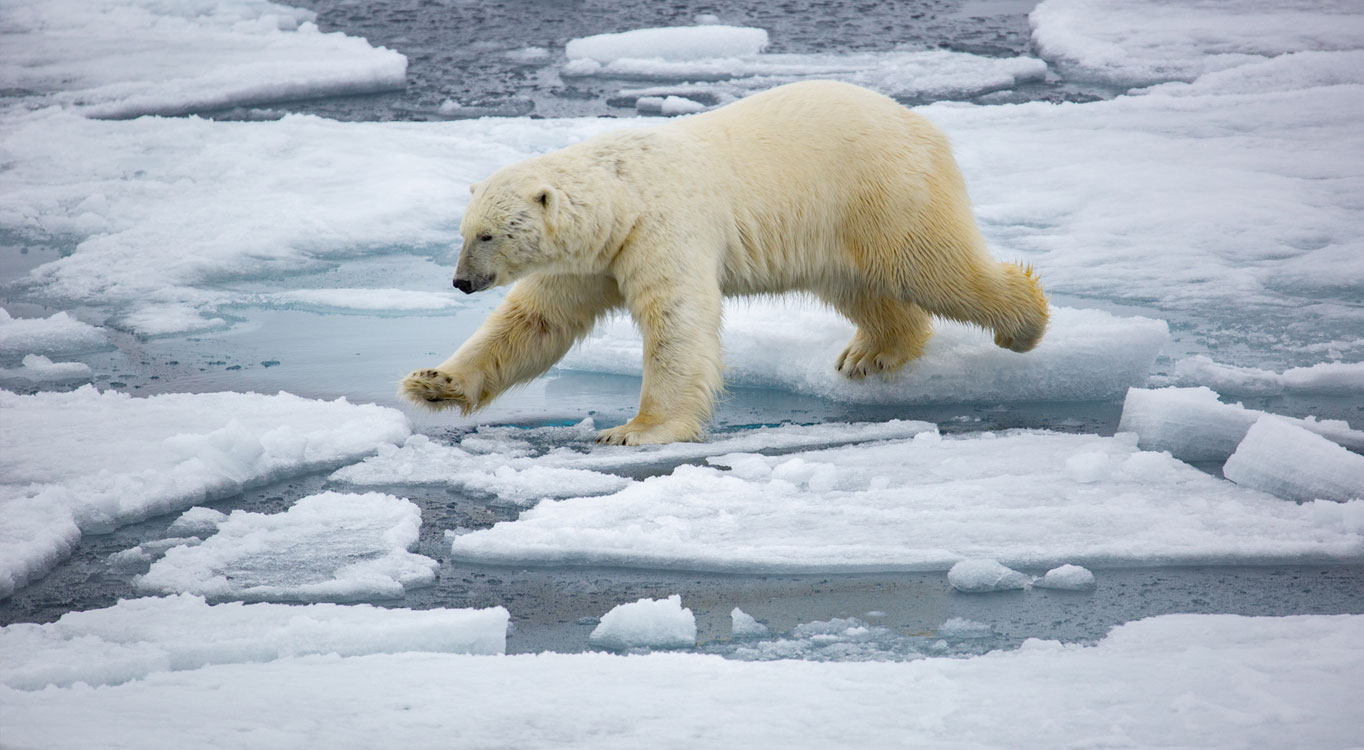 מתוך הפורטפוליו של אייל ברטוב