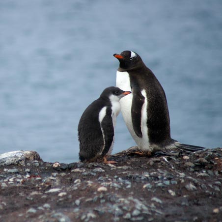 שייט קלאסי לאנטארקטיקה