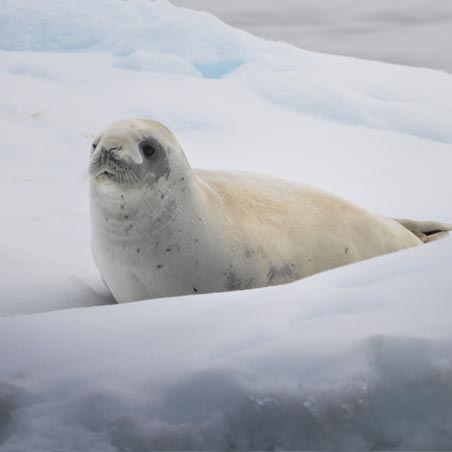 שייט קלאסי לאנטארקטיקה