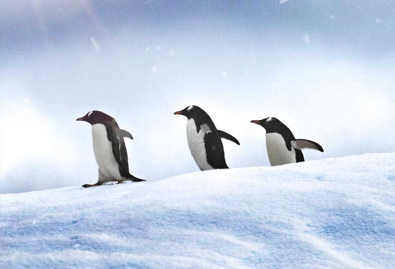 אנטארקטיקה עם 'יומן מסע'