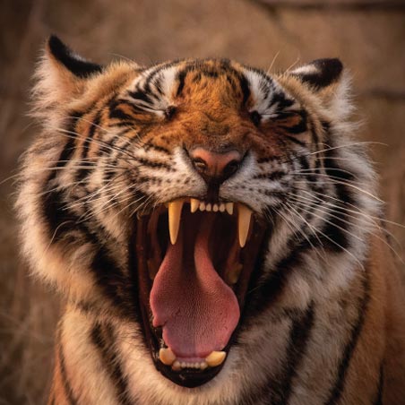 מסע צילום לשמורות הטבע בהודו