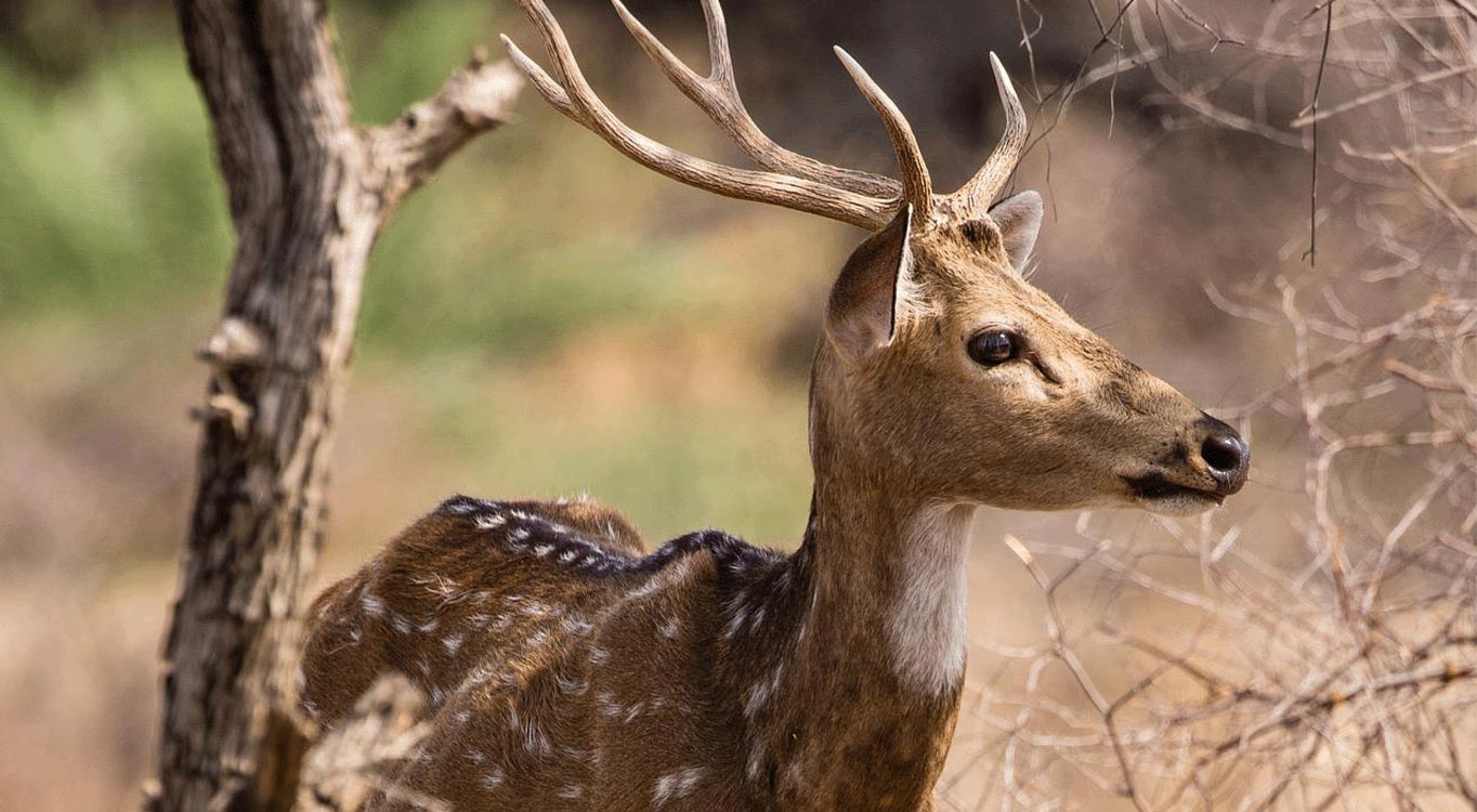 שמורות הטבע בהודו עם אייל ברטוב