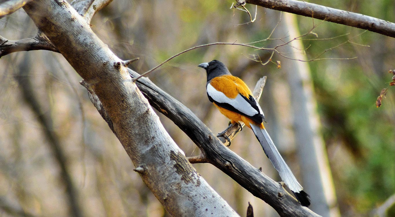 שמורות הטבע בהודו עם אייל ברטוב
