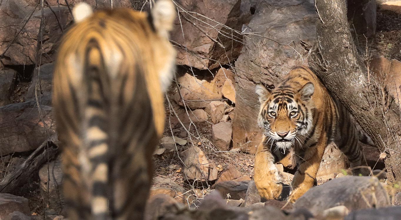 שמורות הטבע בהודו עם אייל ברטוב