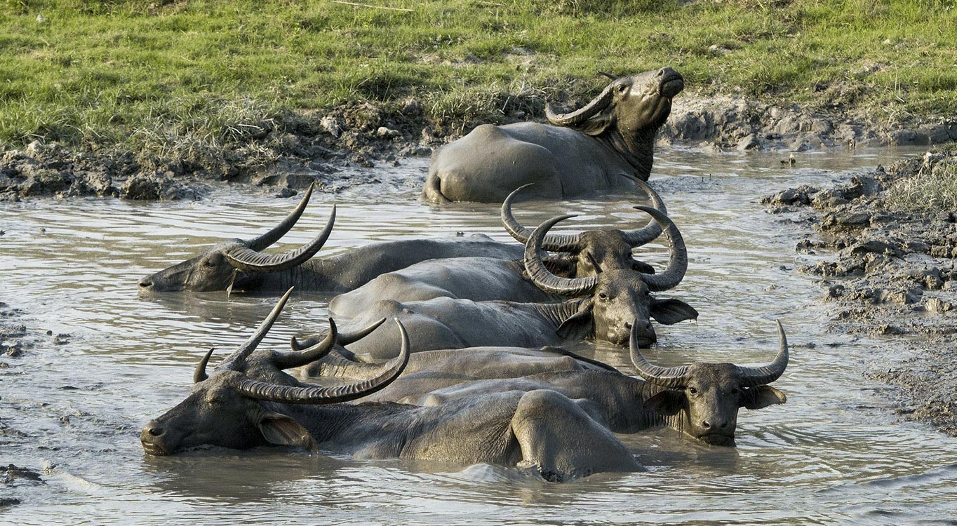 שמורות הטבע בהודו עם אייל ברטוב