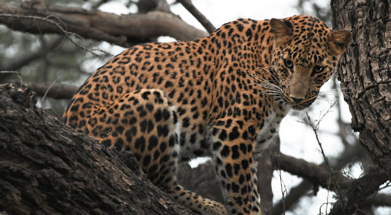 שמורות הטבע בהודו עם אייל ברטוב