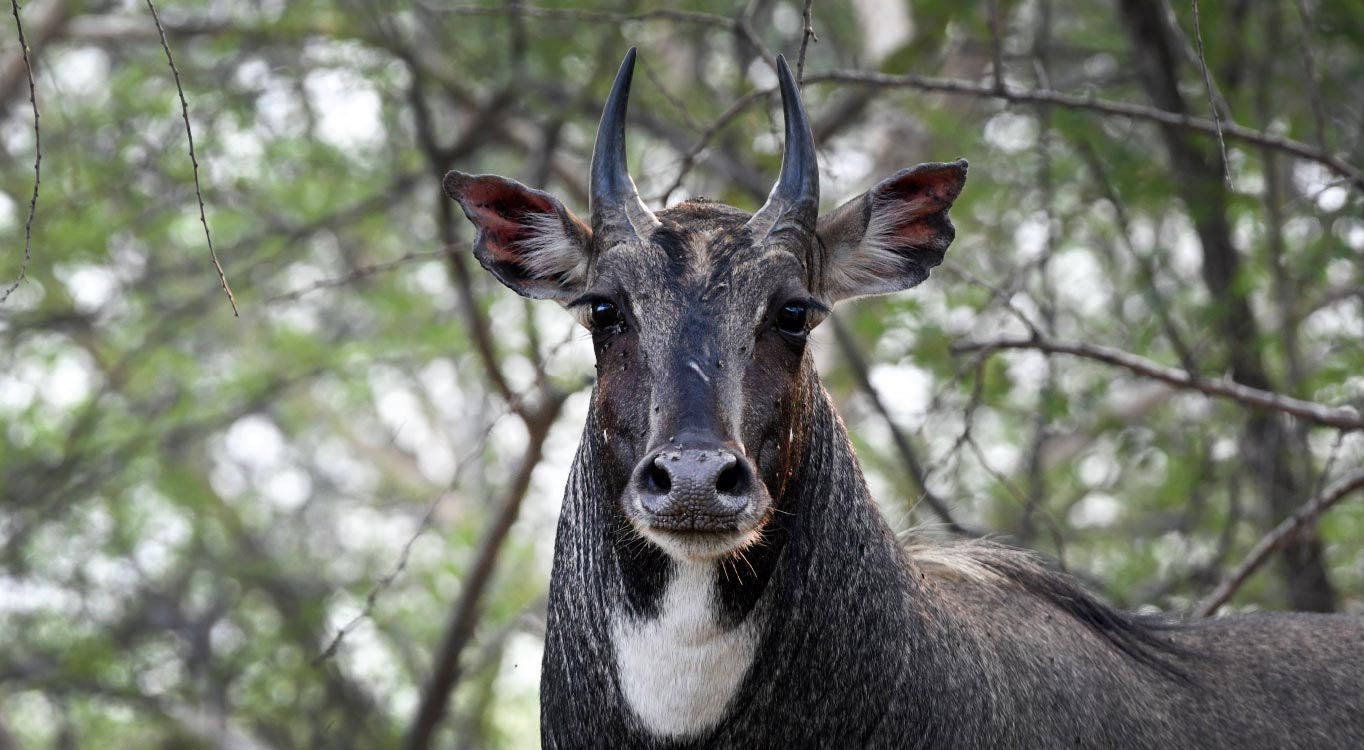 שמורות הטבע בהודו עם אייל ברטוב