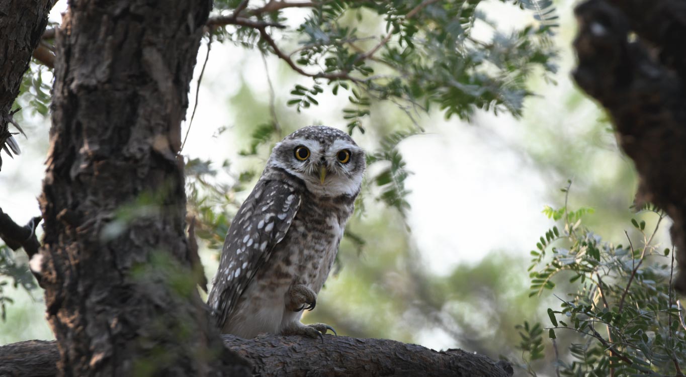 שמורות הטבע בהודו עם אייל ברטוב