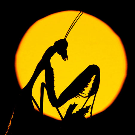 סדנת צילום מאקרו