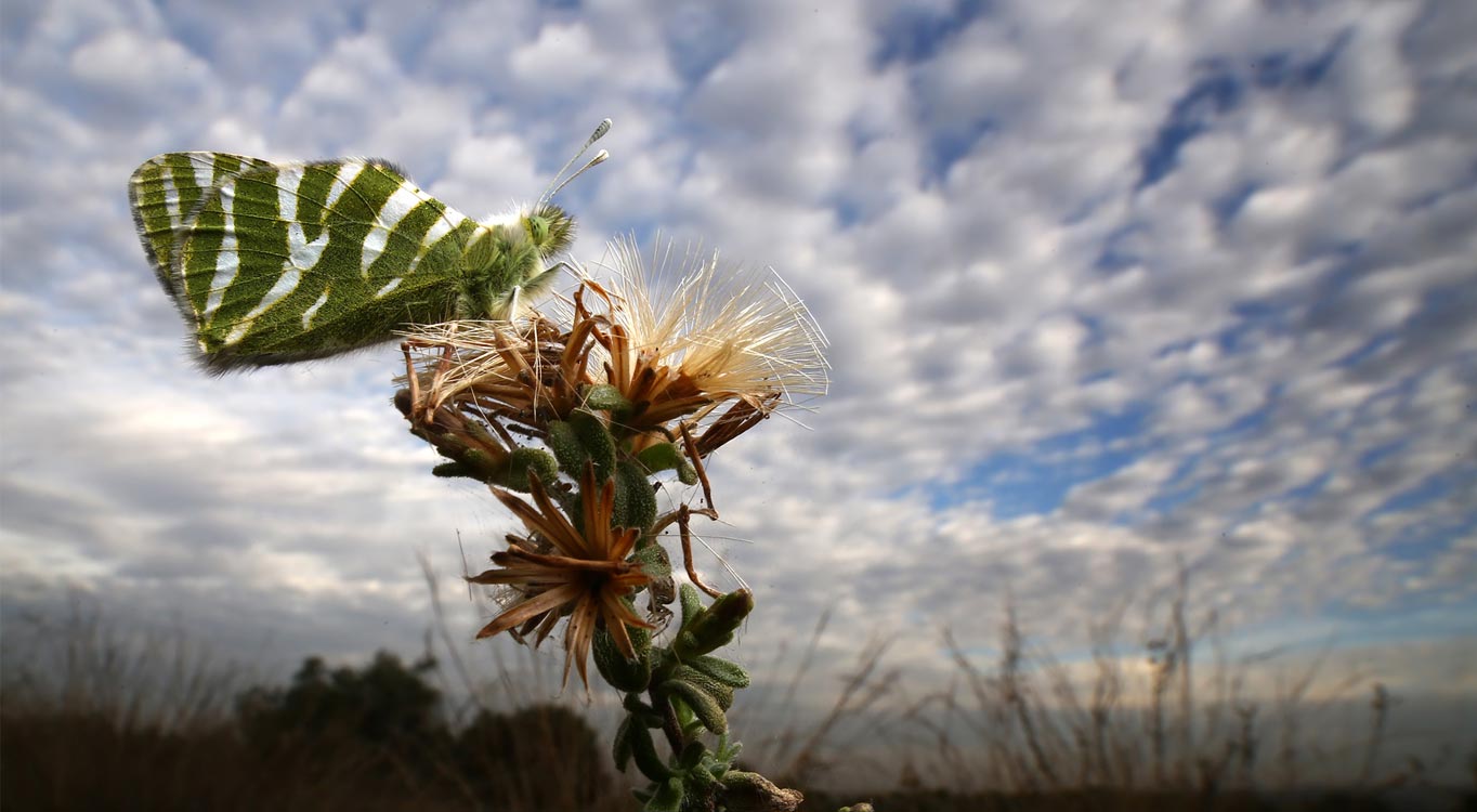 צילומי מאקרו מתוך תיק עבודות של נדב בגים