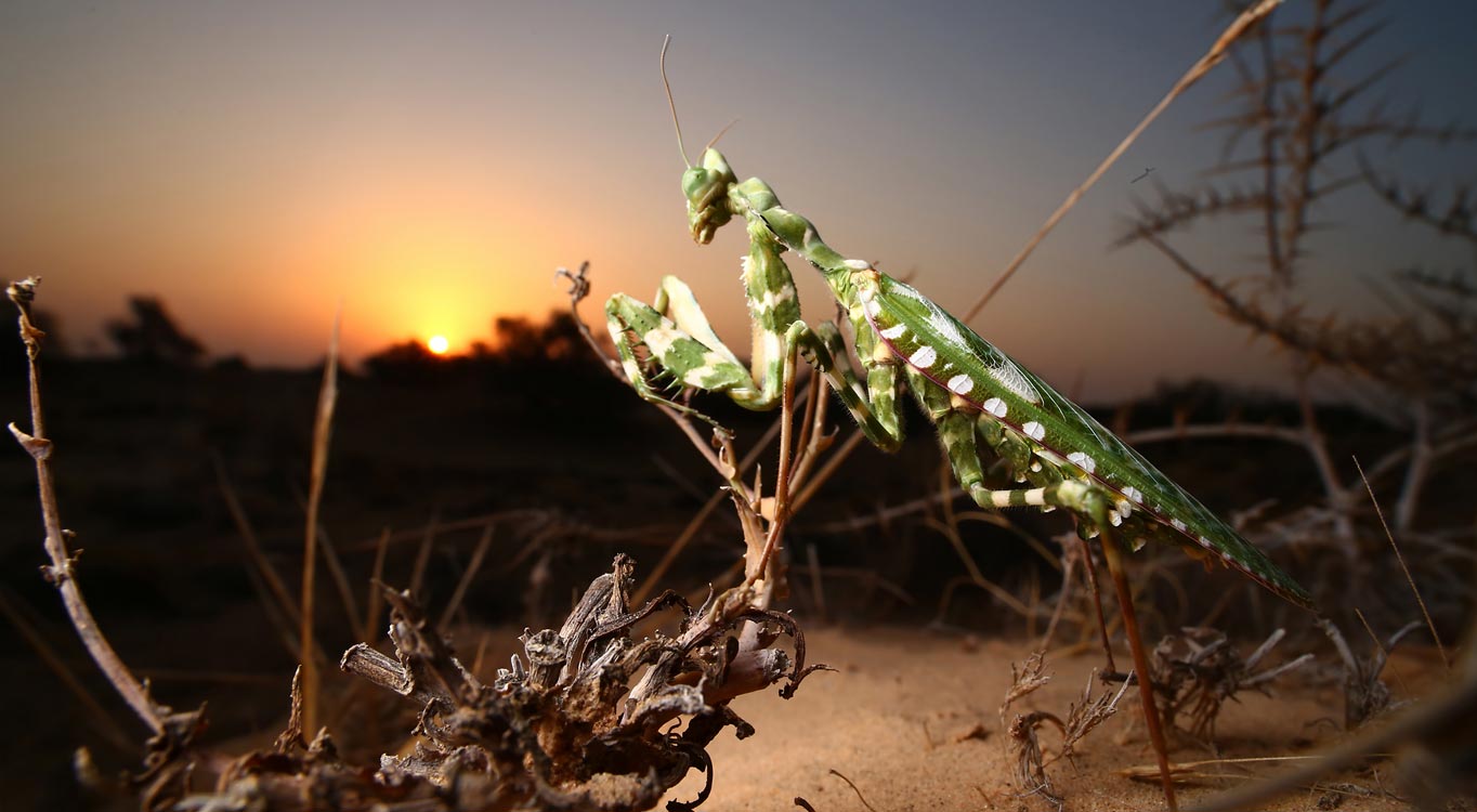 צילומי מאקרו מתוך תיק עבודות של נדב בגים
