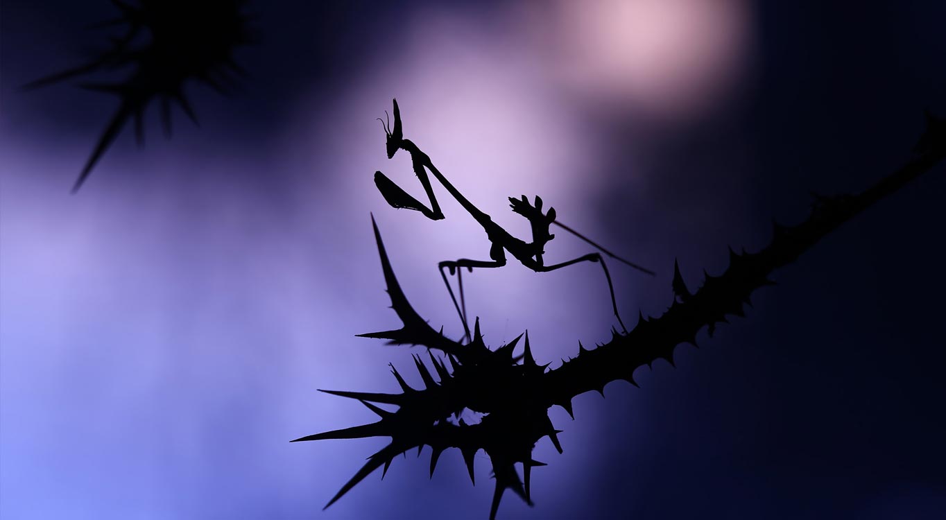 צילומי מאקרו מתוך תיק עבודות של נדב בגים