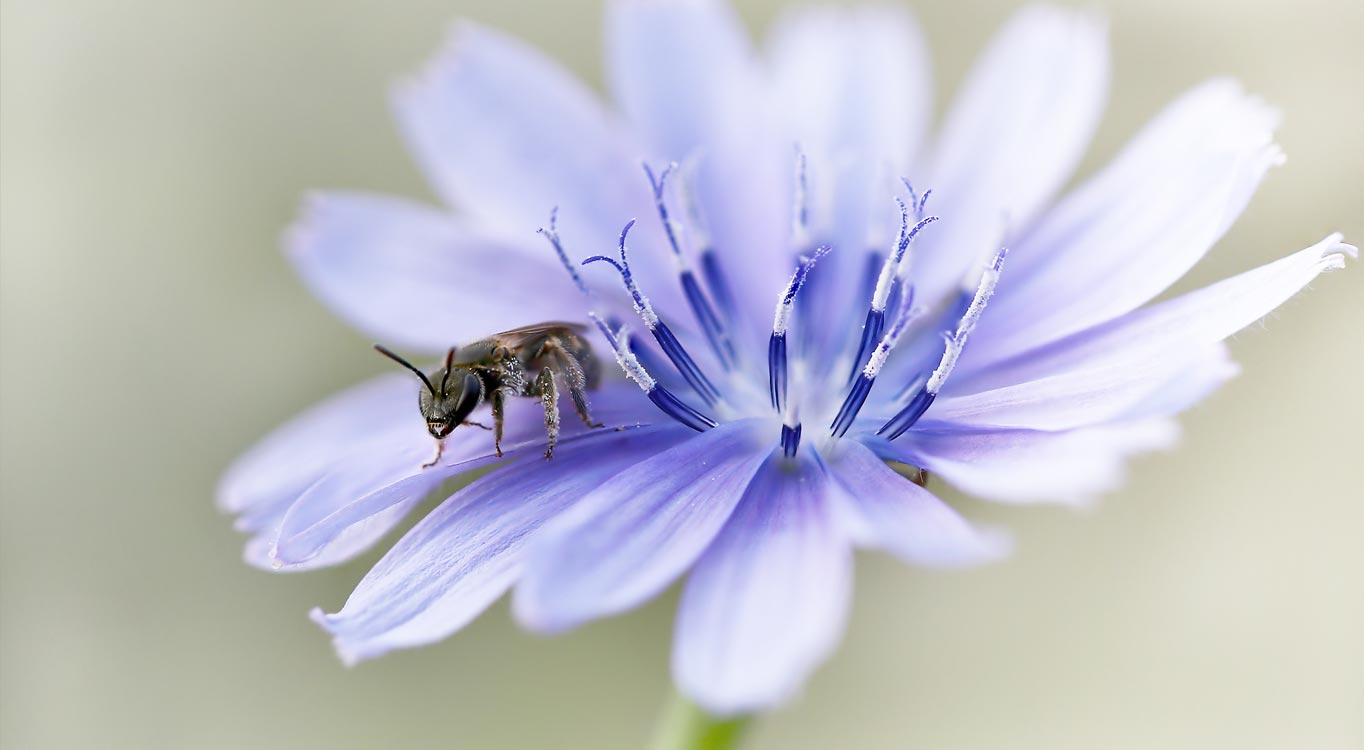 צילומי מאקרו מתוך תיק עבודות של נדב בגים