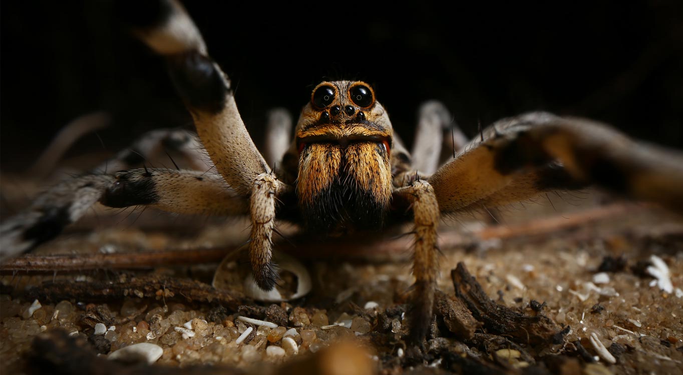 צילומי מאקרו מתוך תיק עבודות של נדב בגים