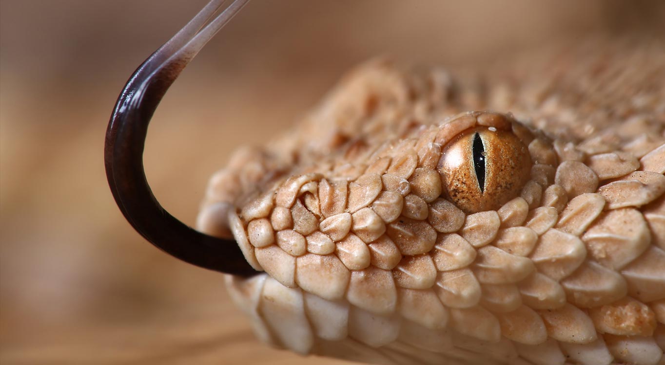 צילומי מאקרו מתוך תיק עבודות של נדב בגים
